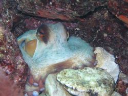 Octopus vulgaris in the Mediterranean sea - Canon Powersh... by Ferdinando Meli 